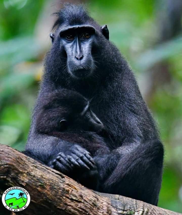 Tangkoko Lodge Bitung Экстерьер фото