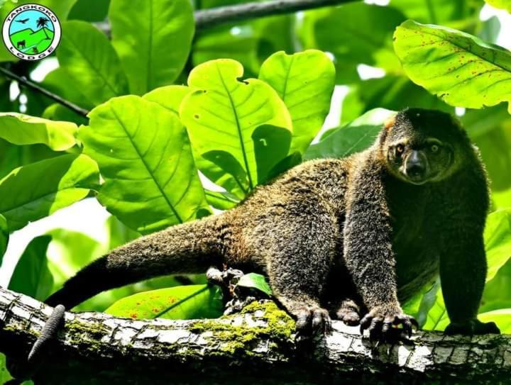 Tangkoko Lodge Bitung Экстерьер фото