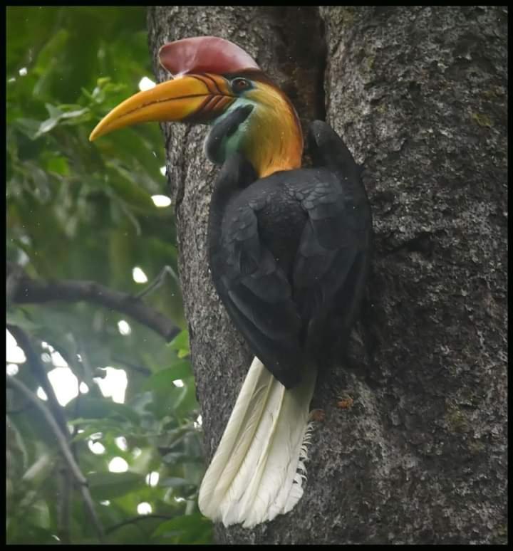 Tangkoko Lodge Bitung Экстерьер фото